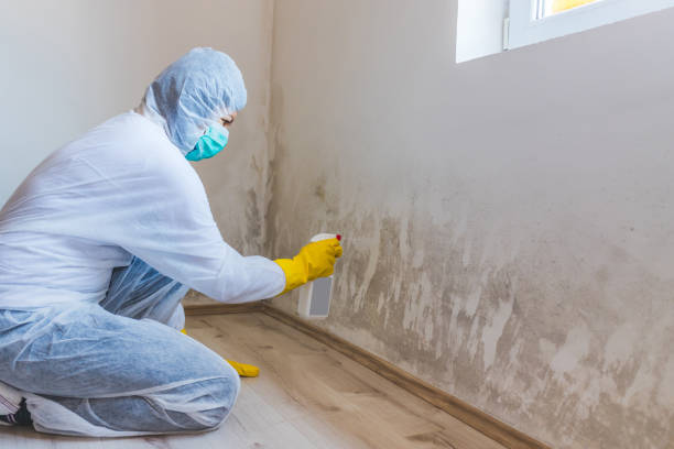 Licensed Black Mold Remediation service in Russell, GA - 24 Hour Mold Removal