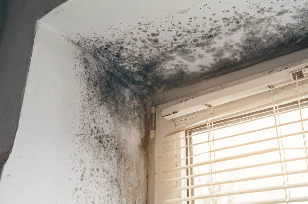 Affordable Black Mold Remediation solutions in Russell, GA
